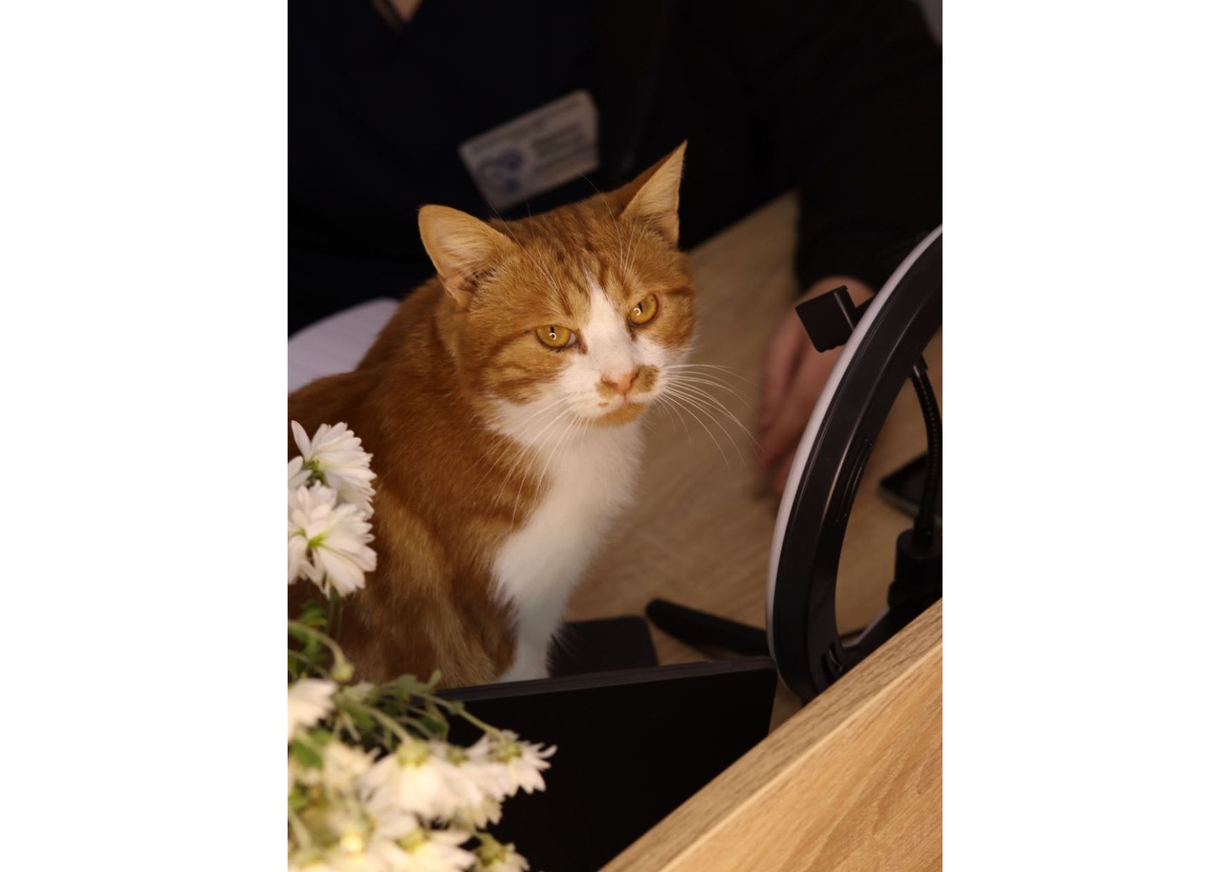 Шикарний пухнастик чекає своїх людей