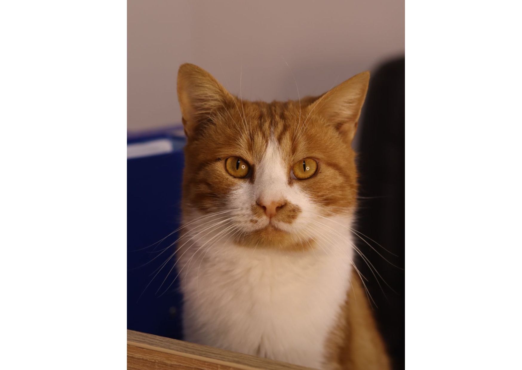 Шикарний пухнастик чекає своїх людей