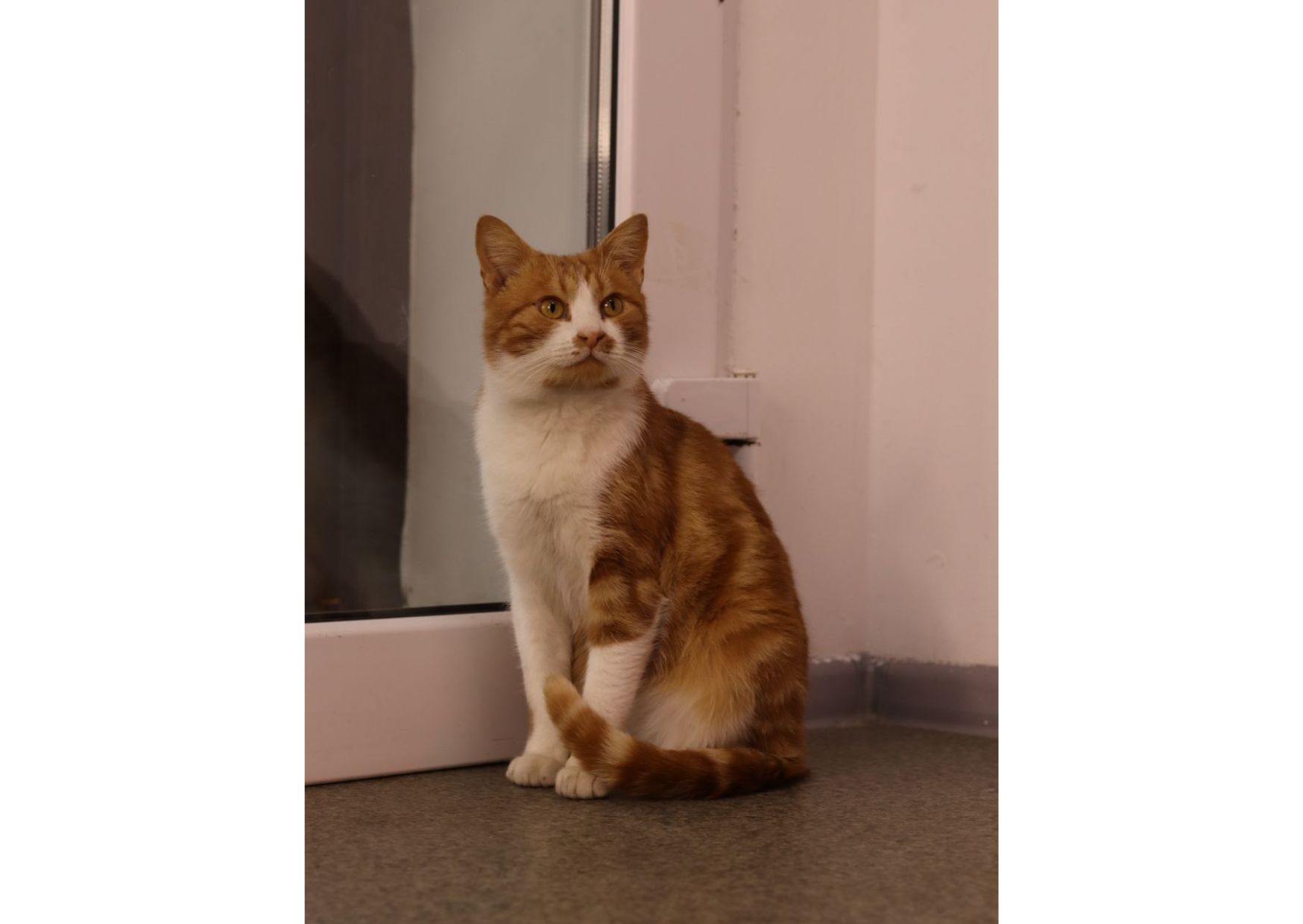 Шикарний пухнастик чекає своїх людей