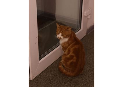 Шикарний пухнастик чекає своїх людей