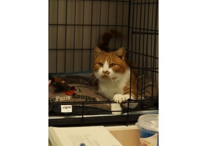 Шикарний пухнастик чекає своїх людей