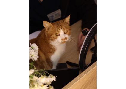 Шикарний пухнастик чекає своїх людей