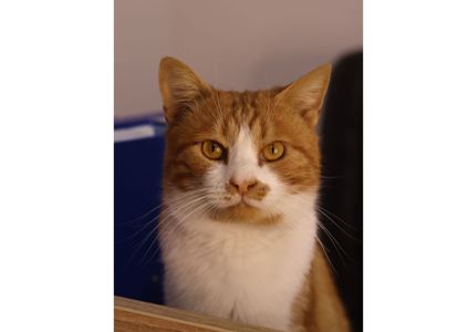 Шикарний пухнастик чекає своїх людей