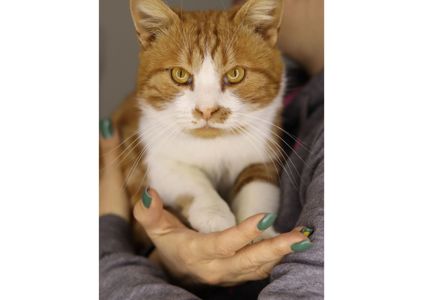 Шикарний пухнастик чекає своїх людей