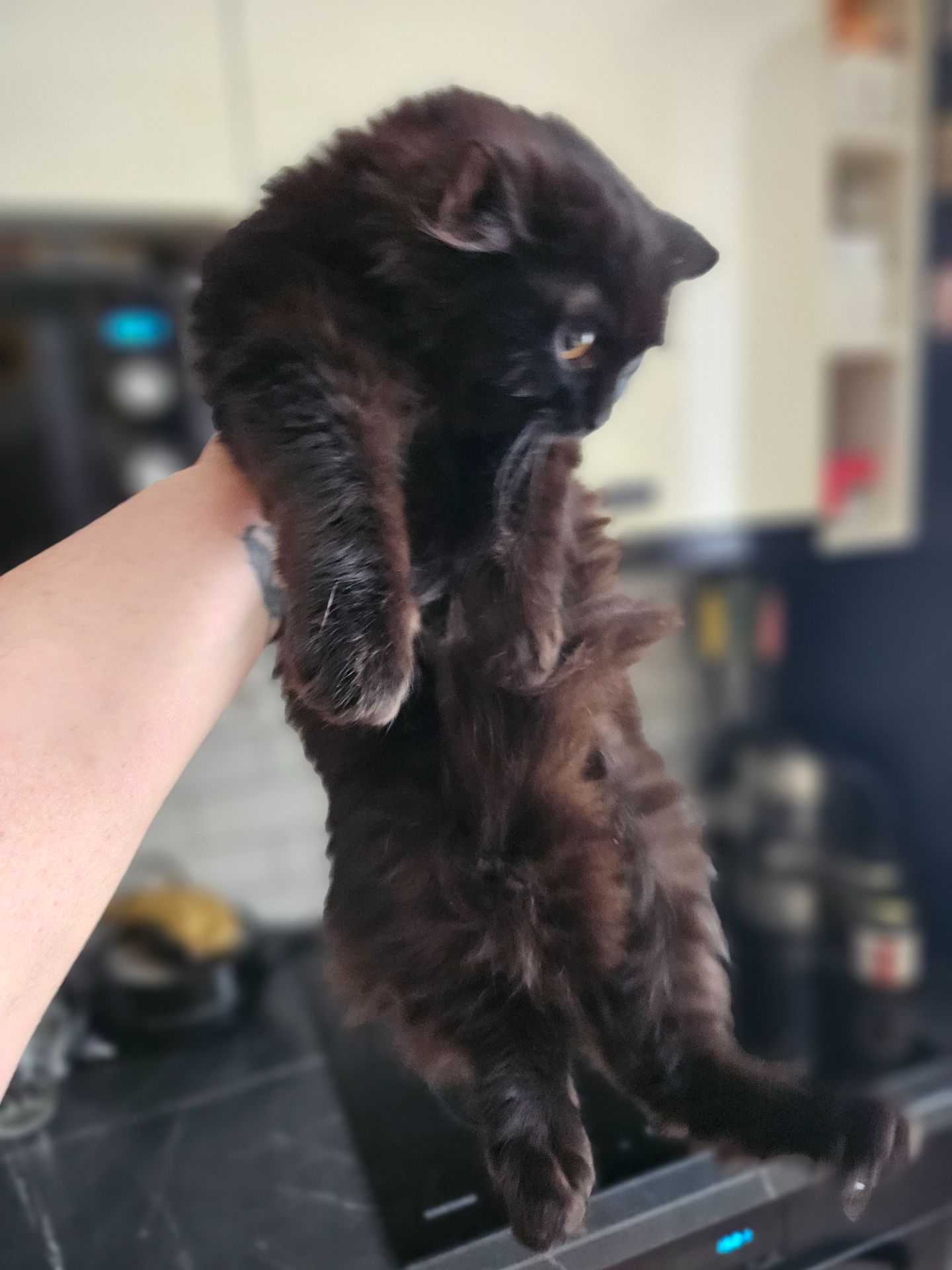 Кошенята Бенгальский