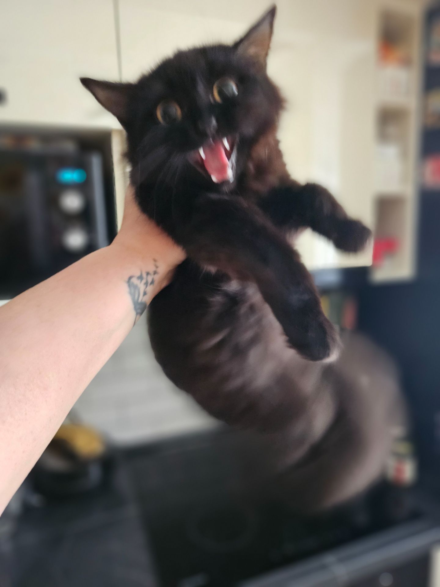 Кошенята Бенгальский