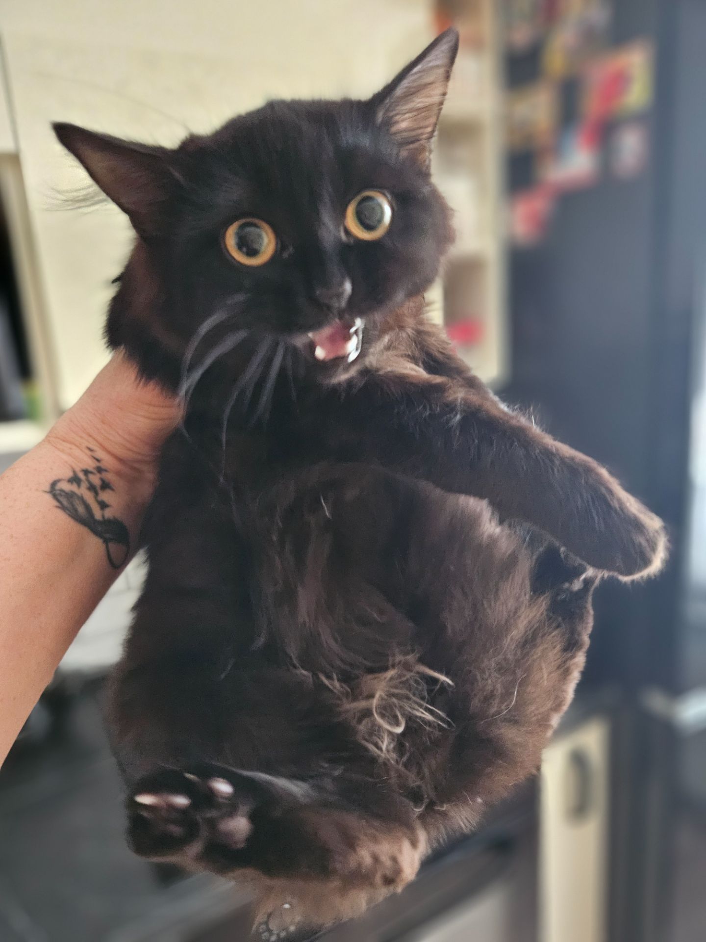 Кошенята Бенгальский