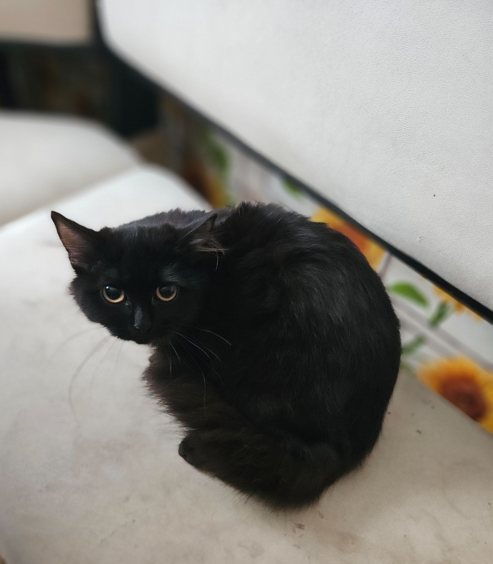 Кошенята Бенгальский