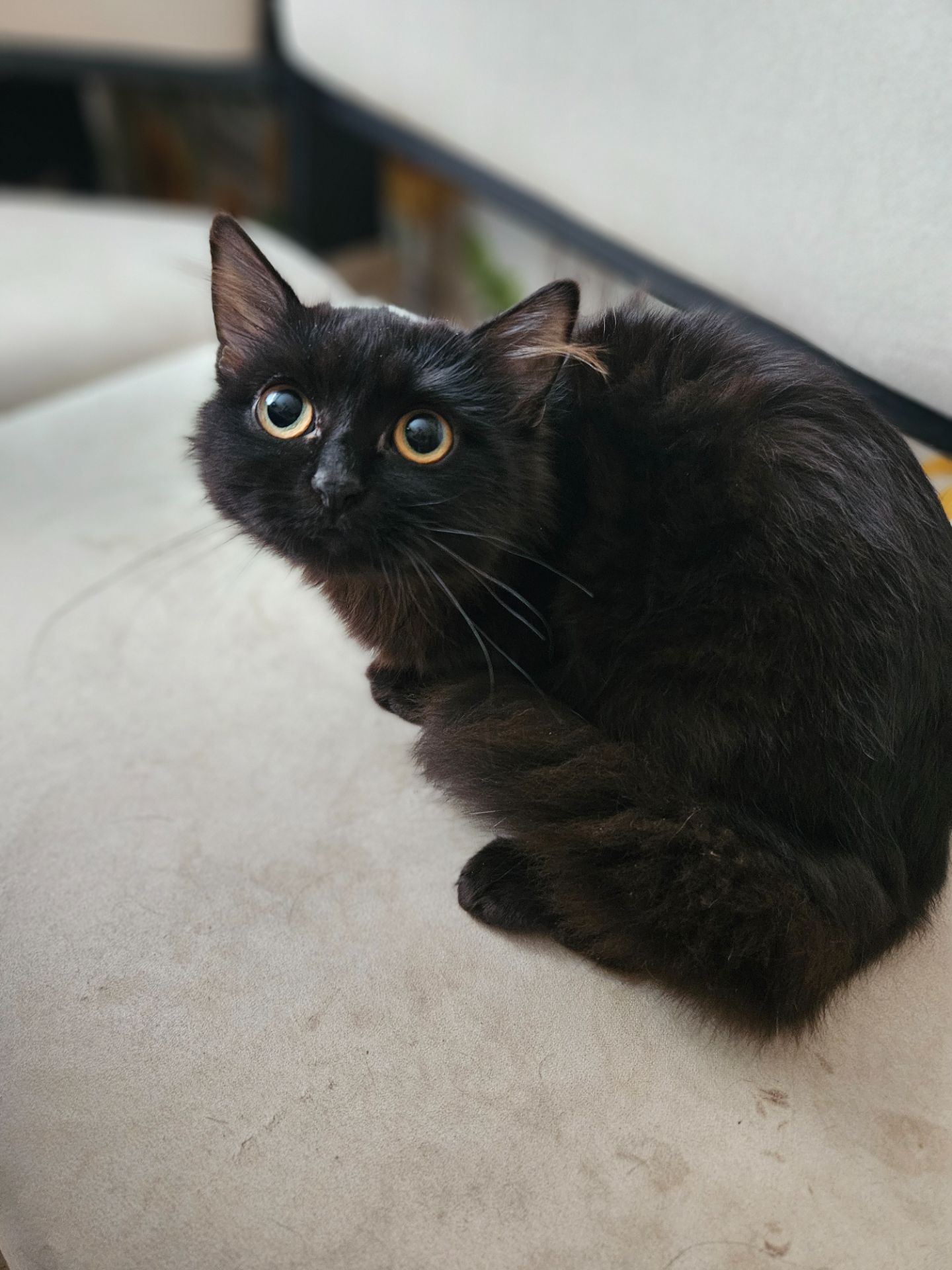 Кошенята Бенгальский