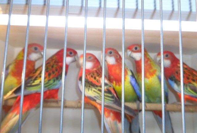 Птахи Розелла, молоді та дорослі, доставка, вольєри у продажу
