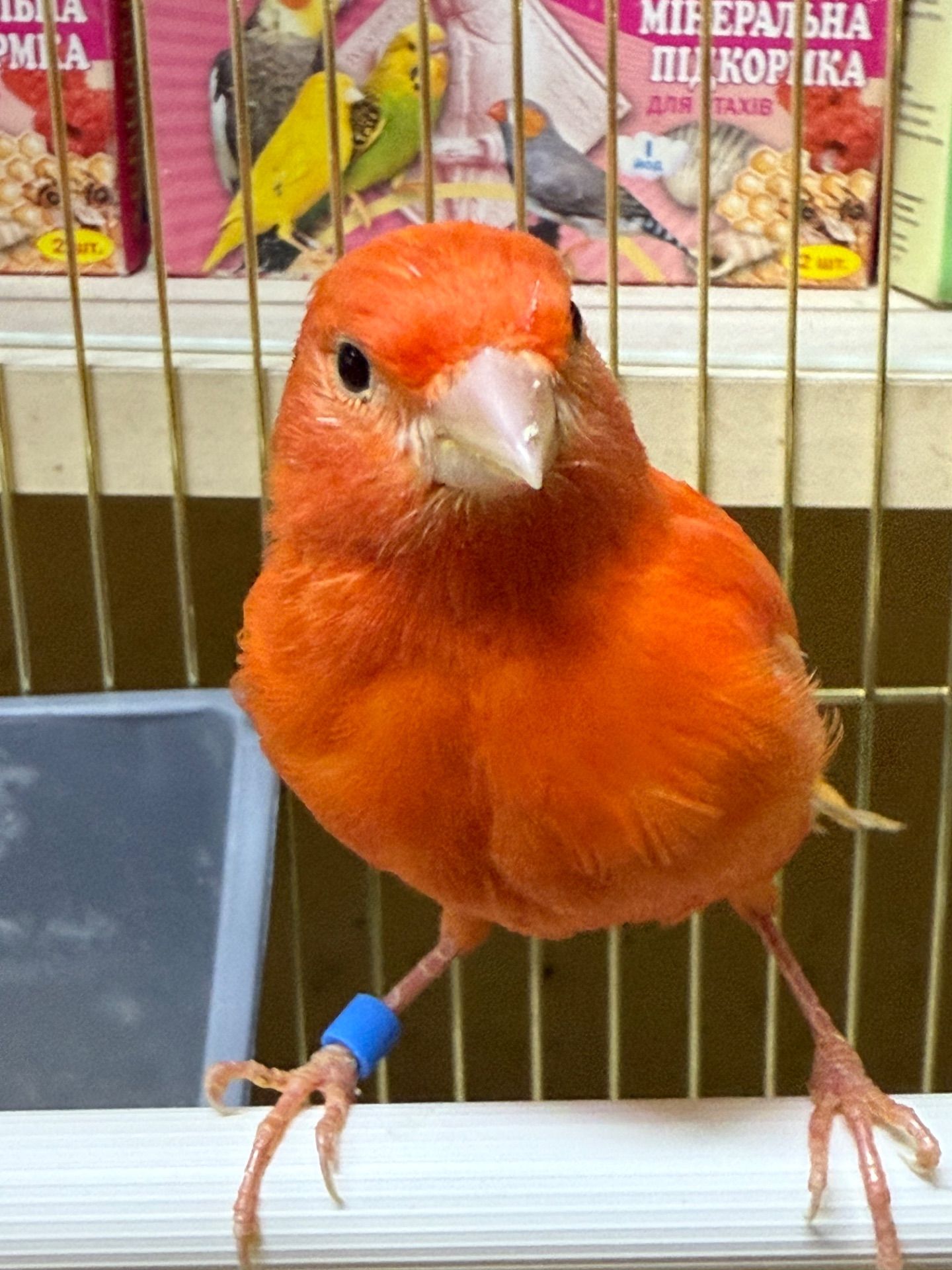 Канарки співочі яскраві, гарно співають