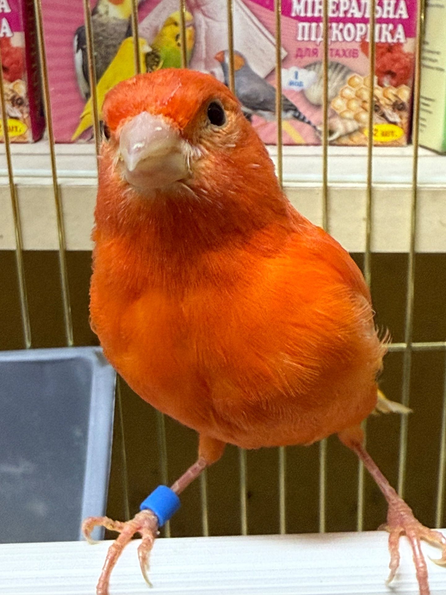 Канарки співочі яскраві, гарно співають