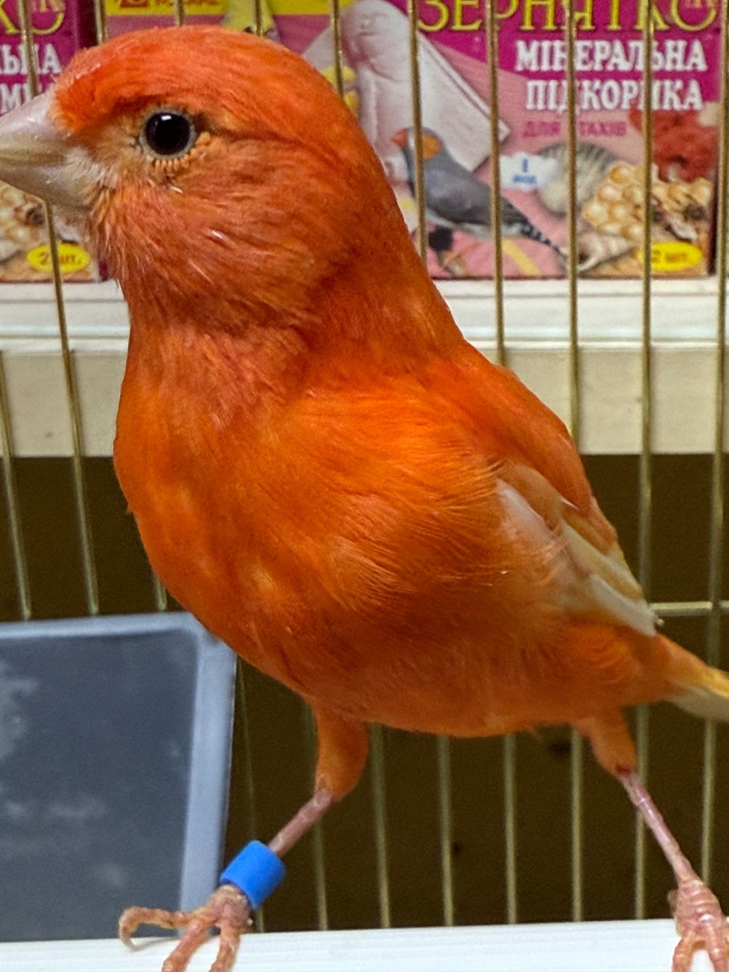 Канарки співочі яскраві, гарно співають