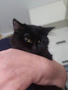 Кошенята Бенгальский