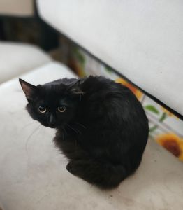 Кошенята Бенгальский