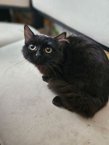 Кошенята Бенгальский