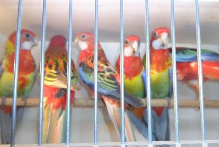 Птахи Розелла, молоді та дорослі, доставка, вольєри у продажу