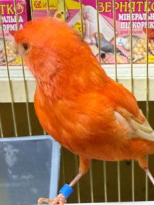 Канарки співочі яскраві, гарно співають