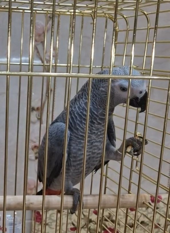 Продам малышей жако