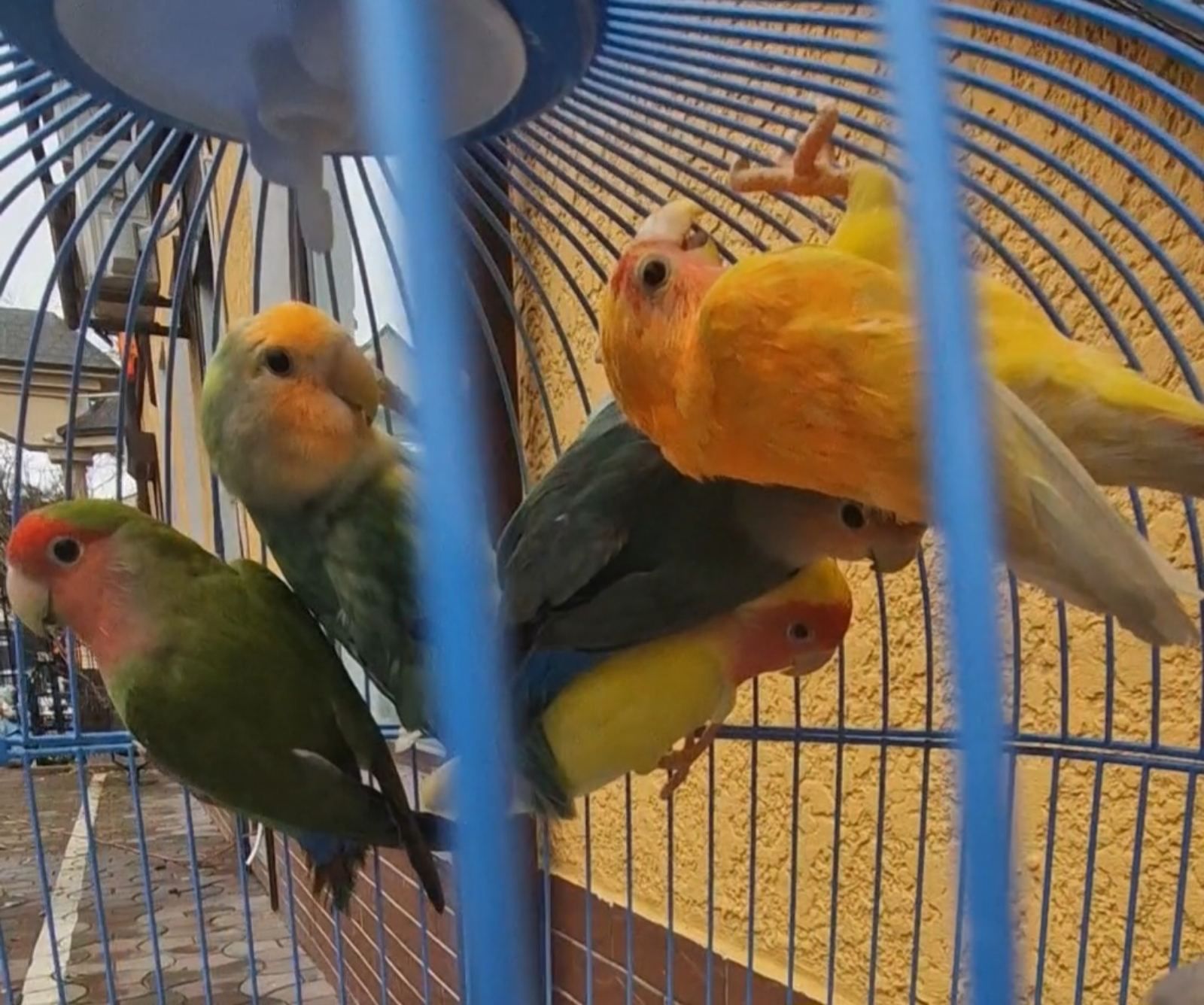 Малыши неразлучники разных цветов