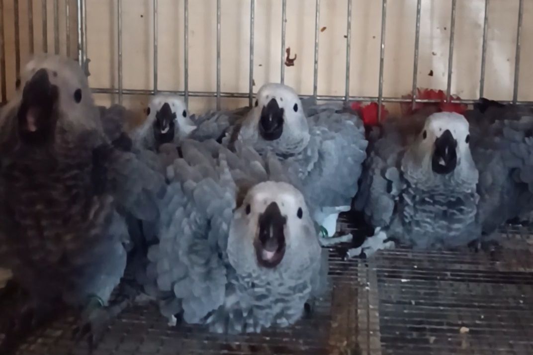 Продам малышей жако