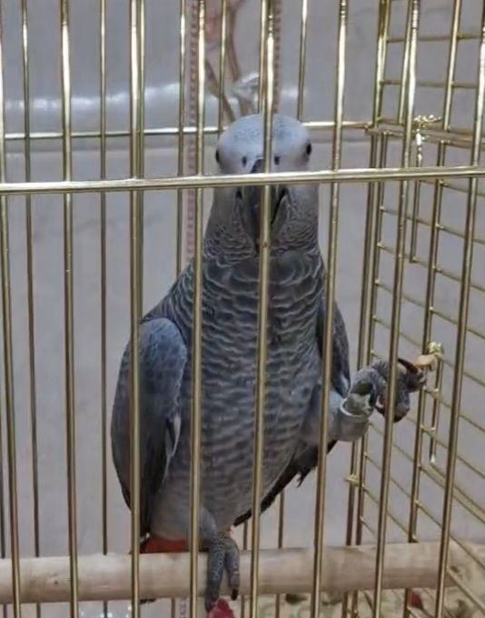 Продам малышей жако