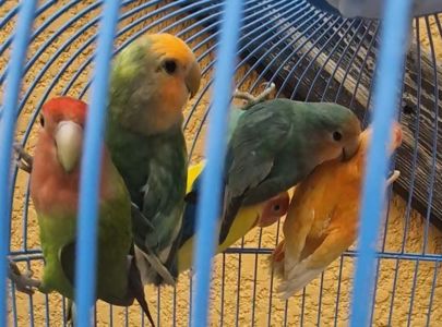 Малыши неразлучники разных цветов