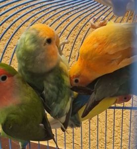 Малыши неразлучники разных цветов