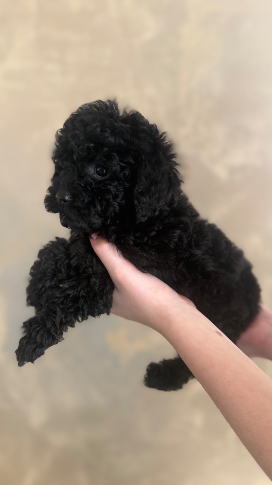 Цуценя той пудель (дівчинка)