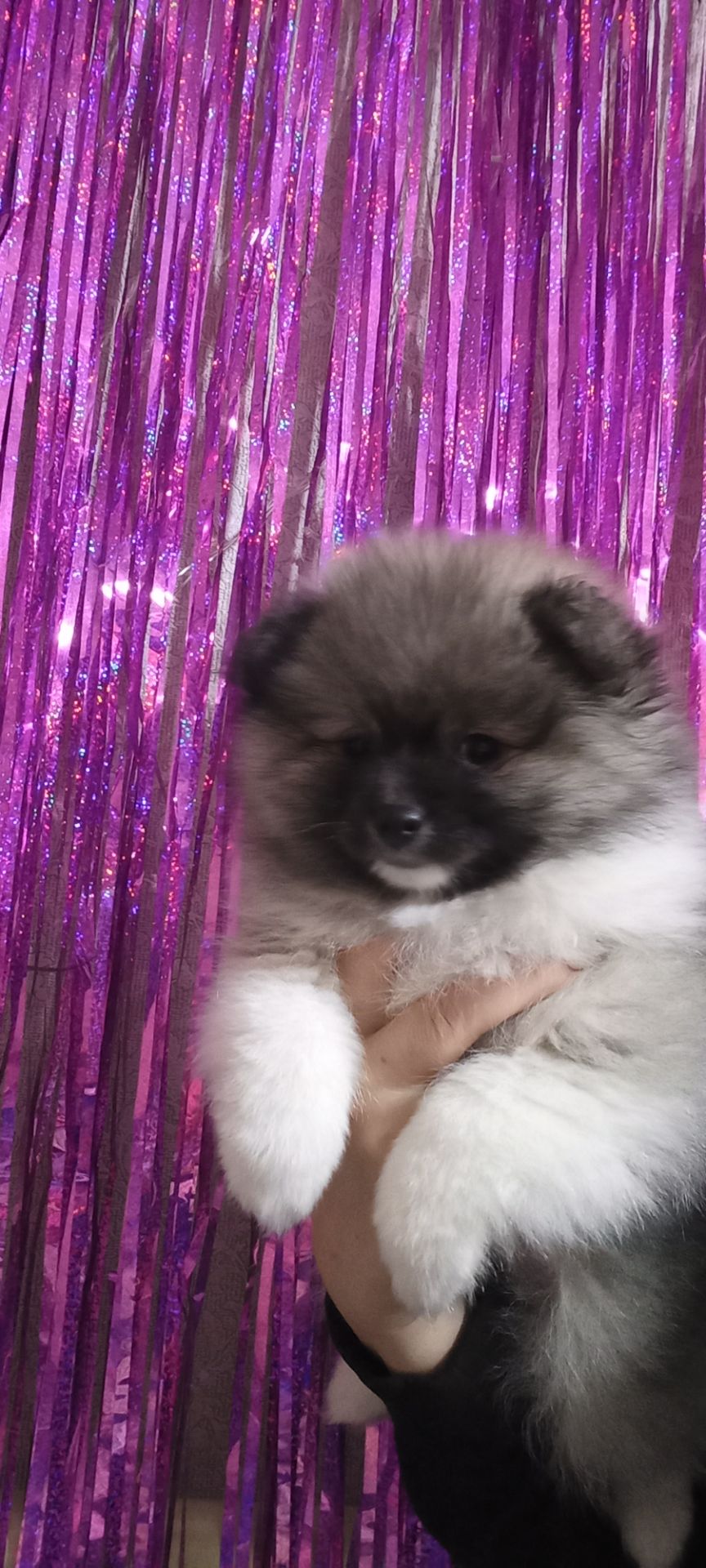 Цуценята померанського шпіца