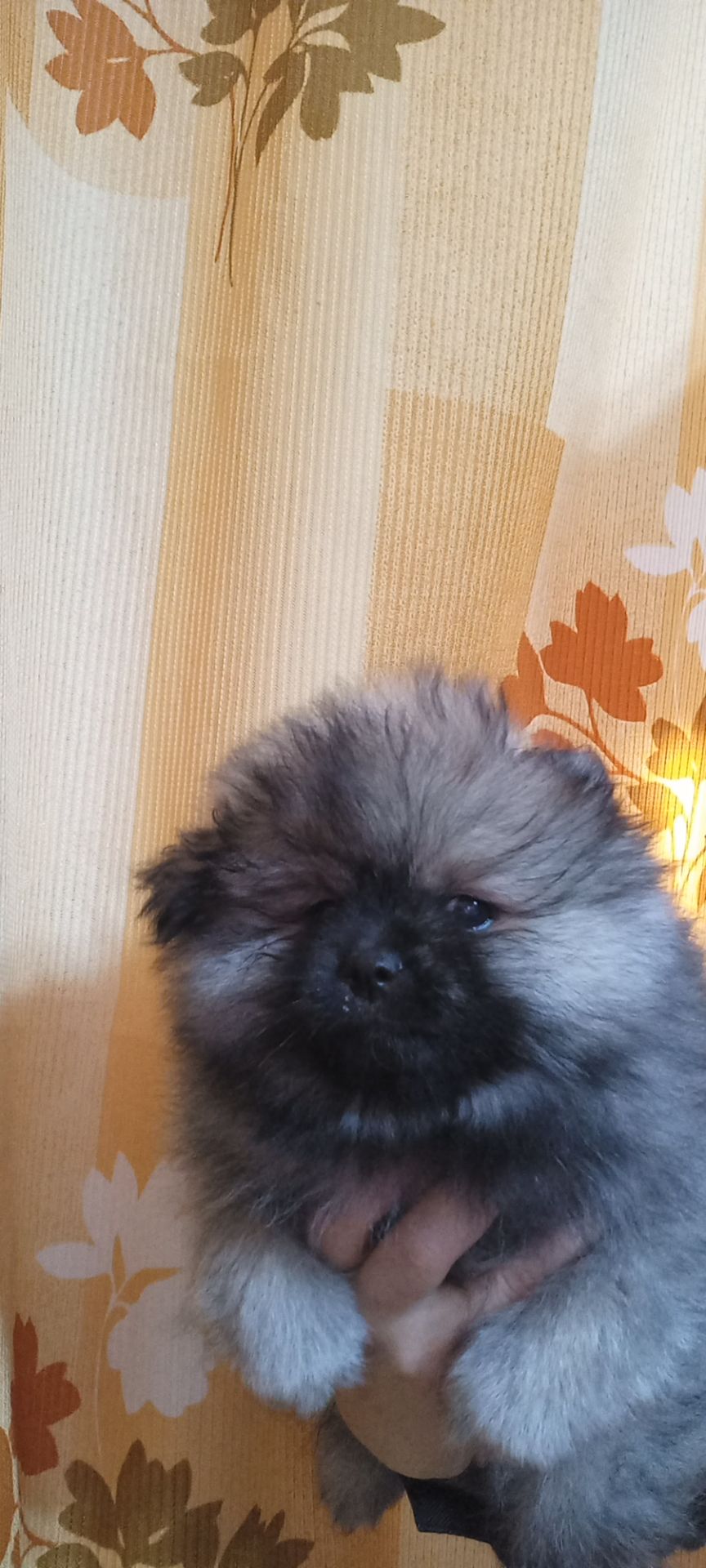 Цуценята померанського шпіца