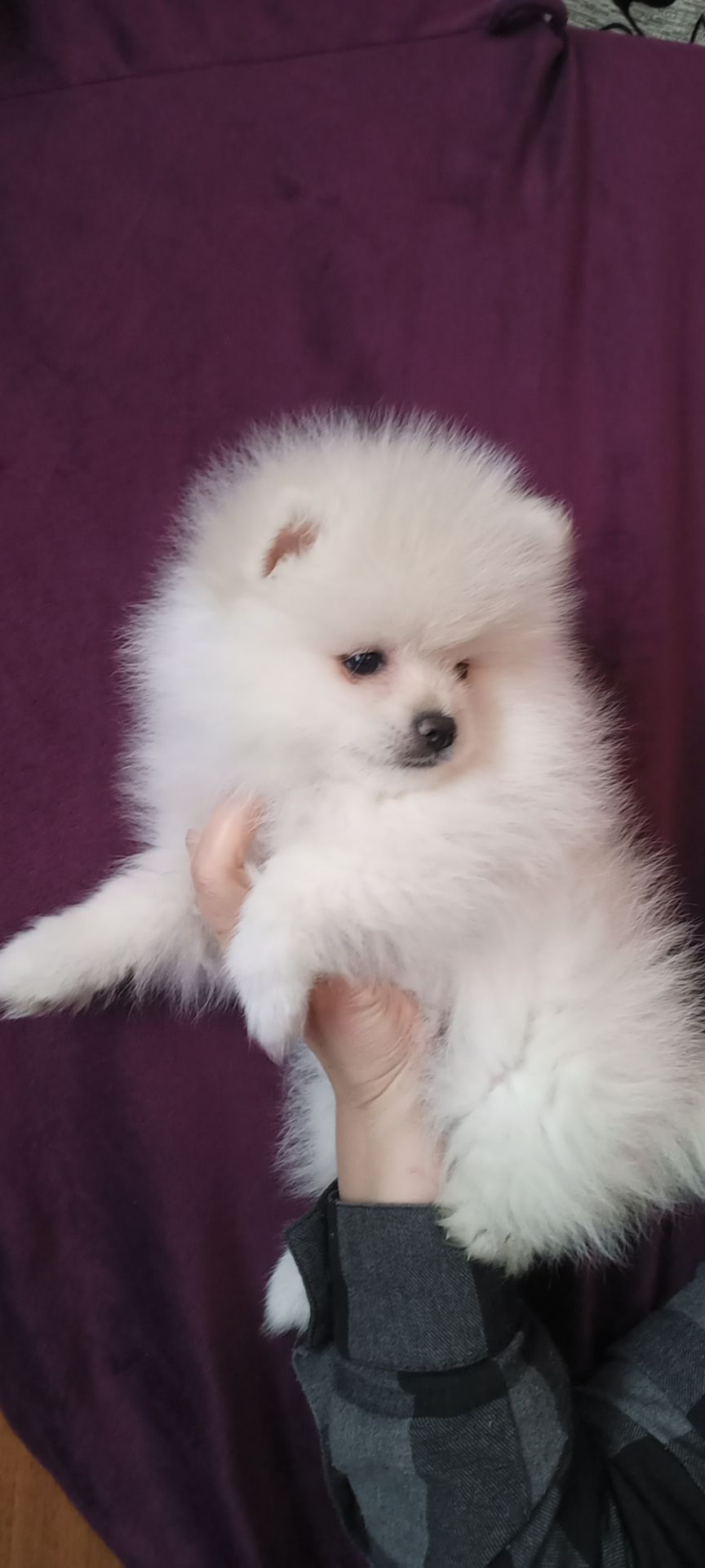 Цуценята померанського шпіца