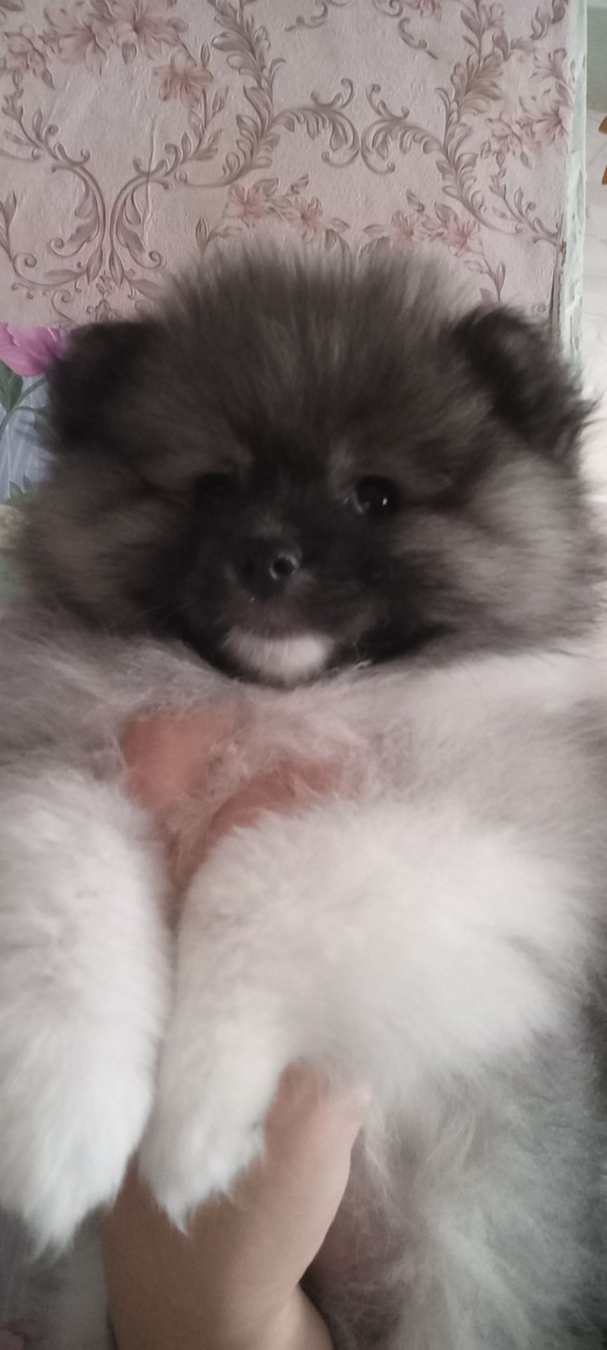 Цуценята померанського шпіца