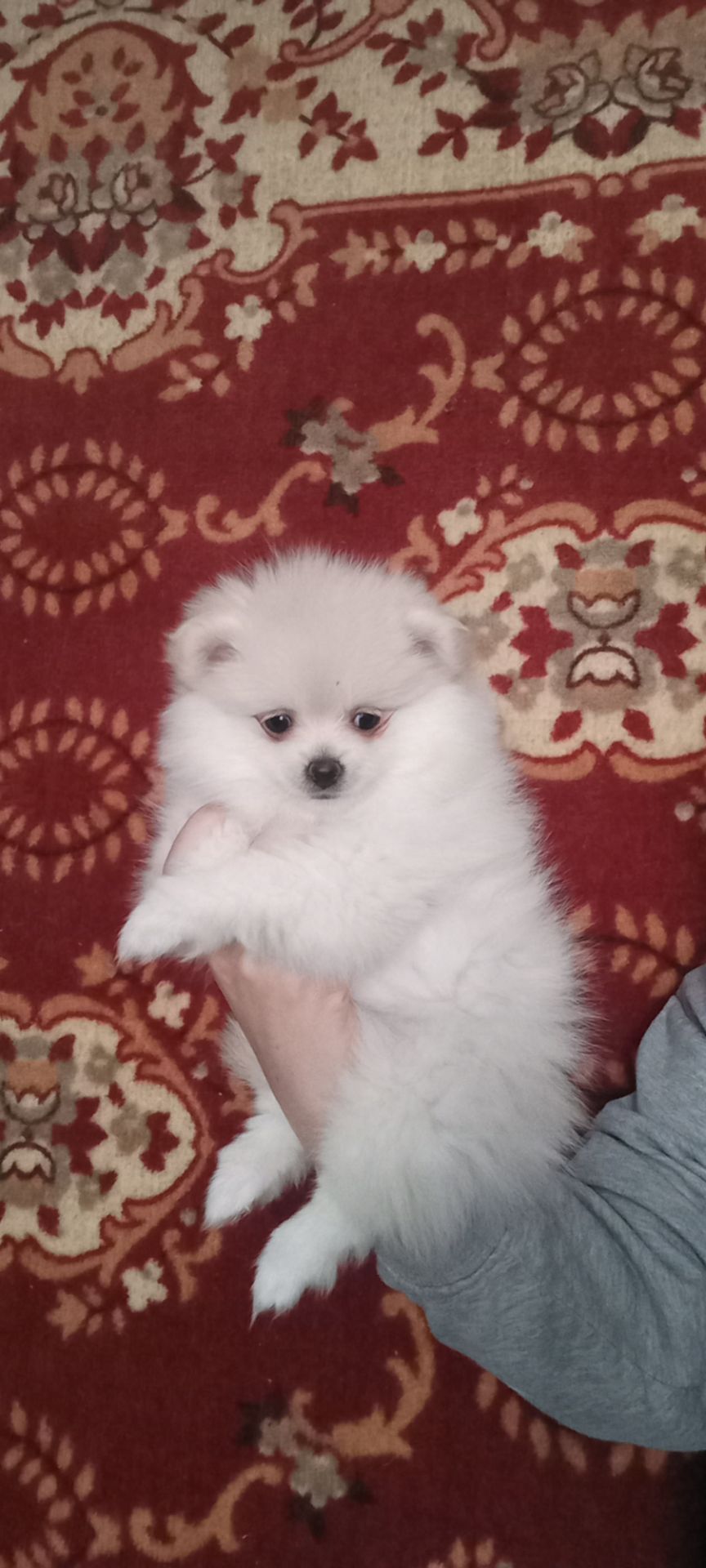 Цуценята померанського шпіца