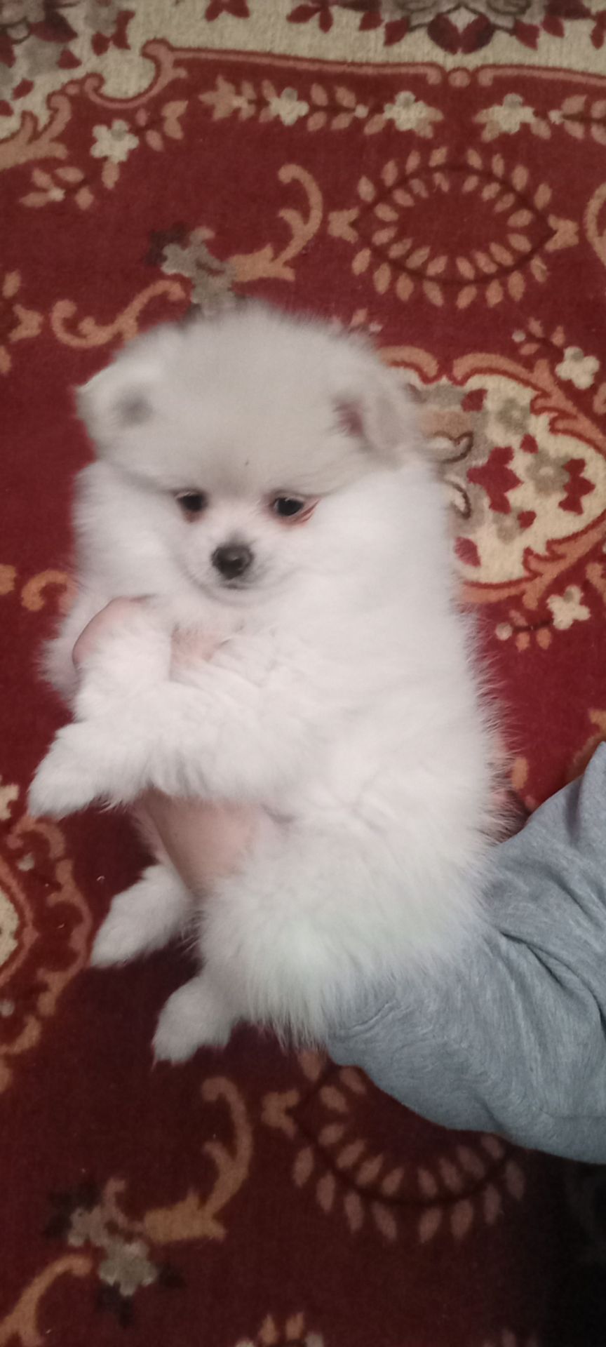 Цуценята померанського шпіца