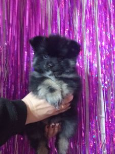 Цуценята померанського шпіца