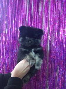 Цуценята померанського шпіца