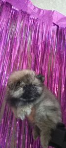 Цуценята померанського шпіца