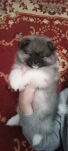 Цуценята померанського шпіца