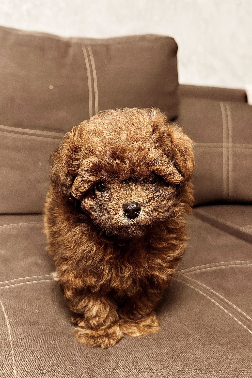 Дівчинка мальтипу ф2