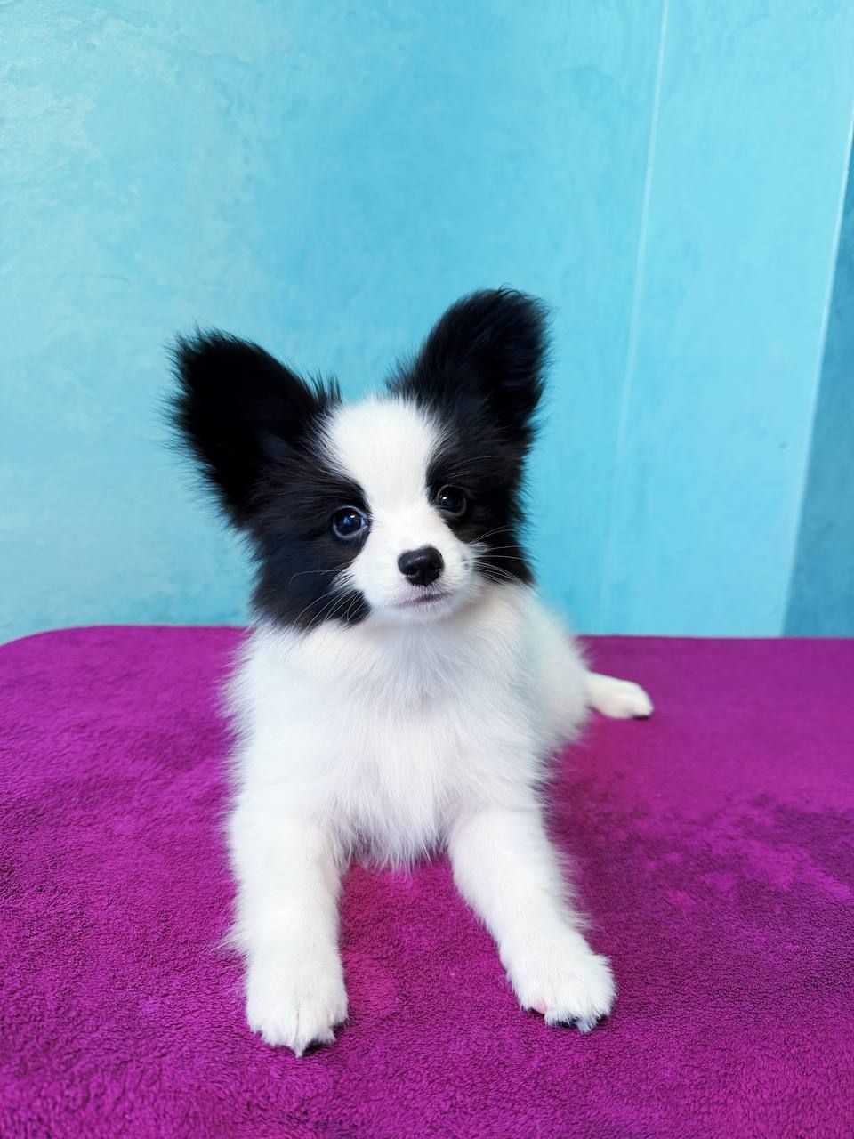 Найкрасивіший хлопчик папільона