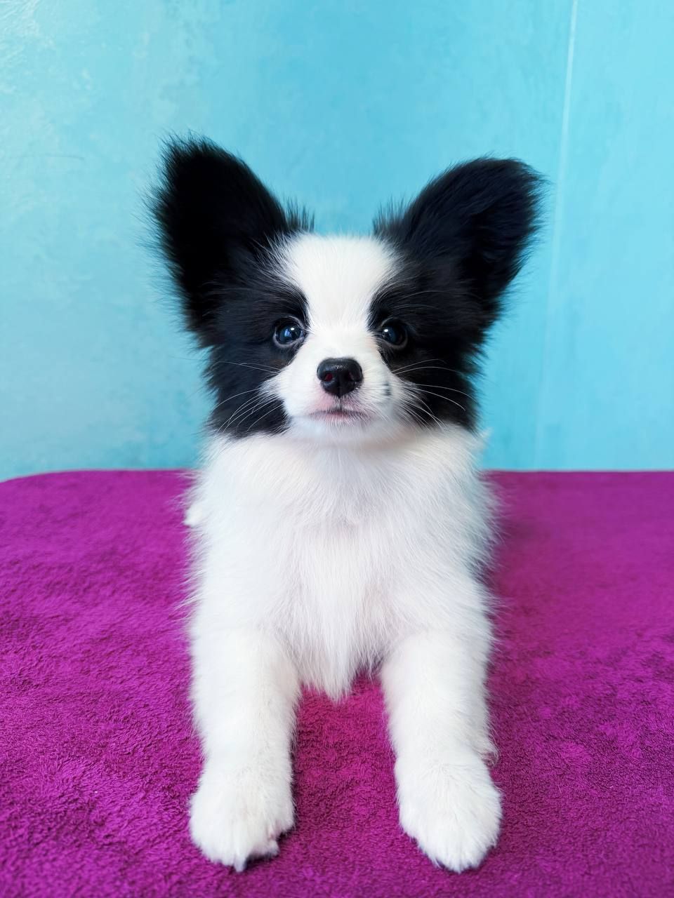 Найкрасивіший хлопчик папільона