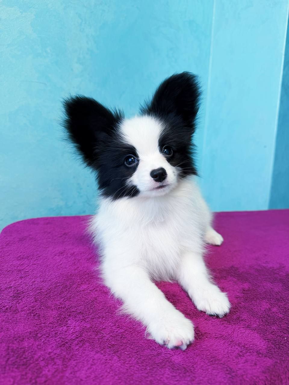 Найкрасивіший хлопчик папільона