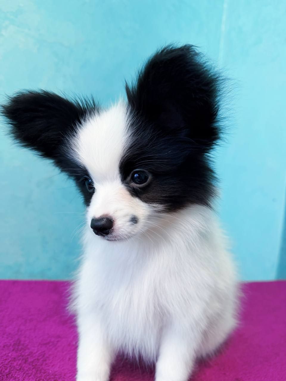 Найкрасивіший хлопчик папільона