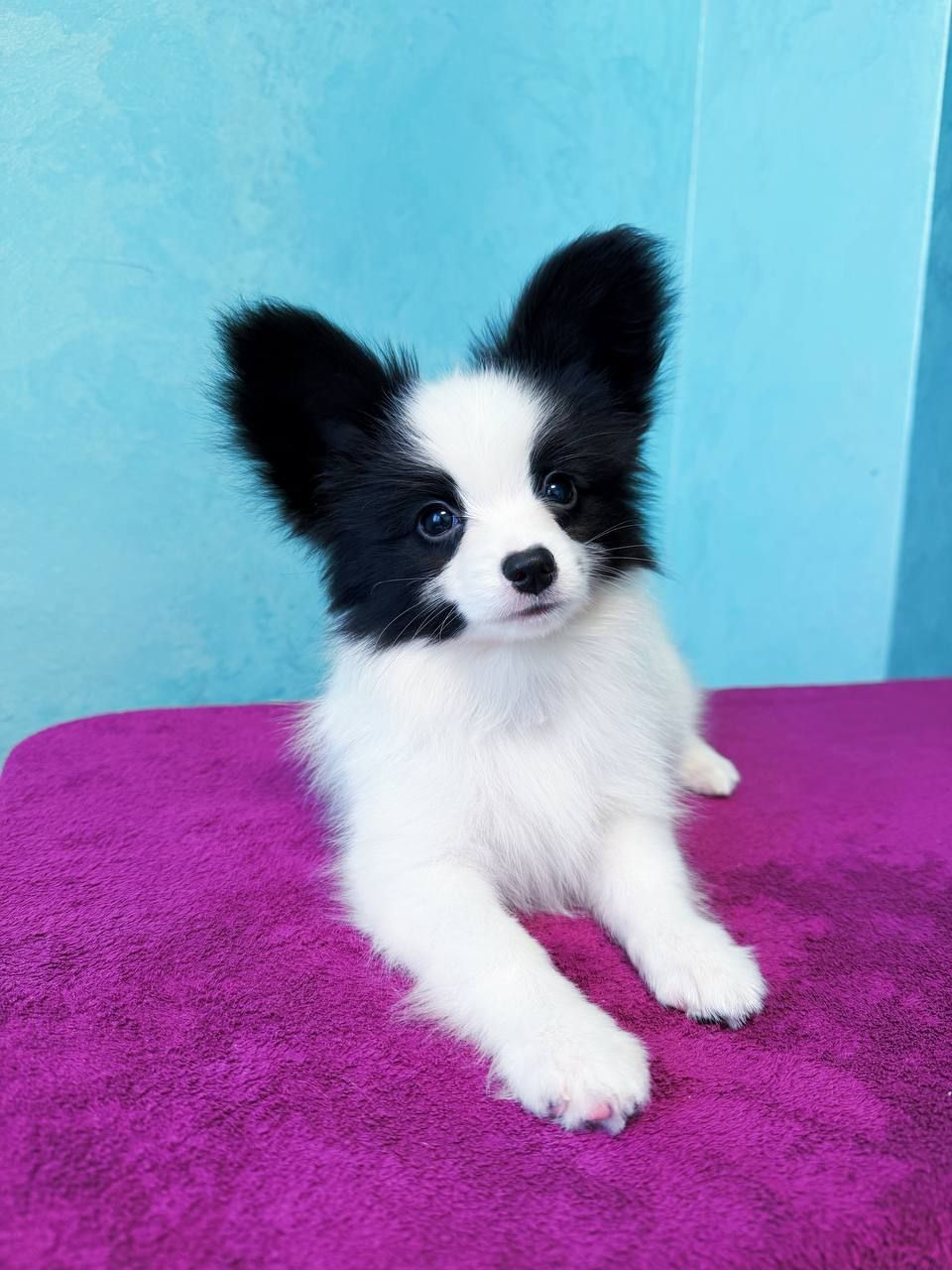 Найкрасивіший хлопчик папільона