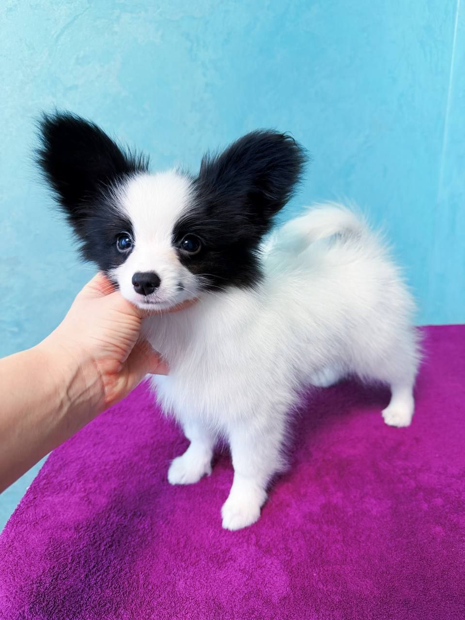 Найкрасивіший хлопчик папільона