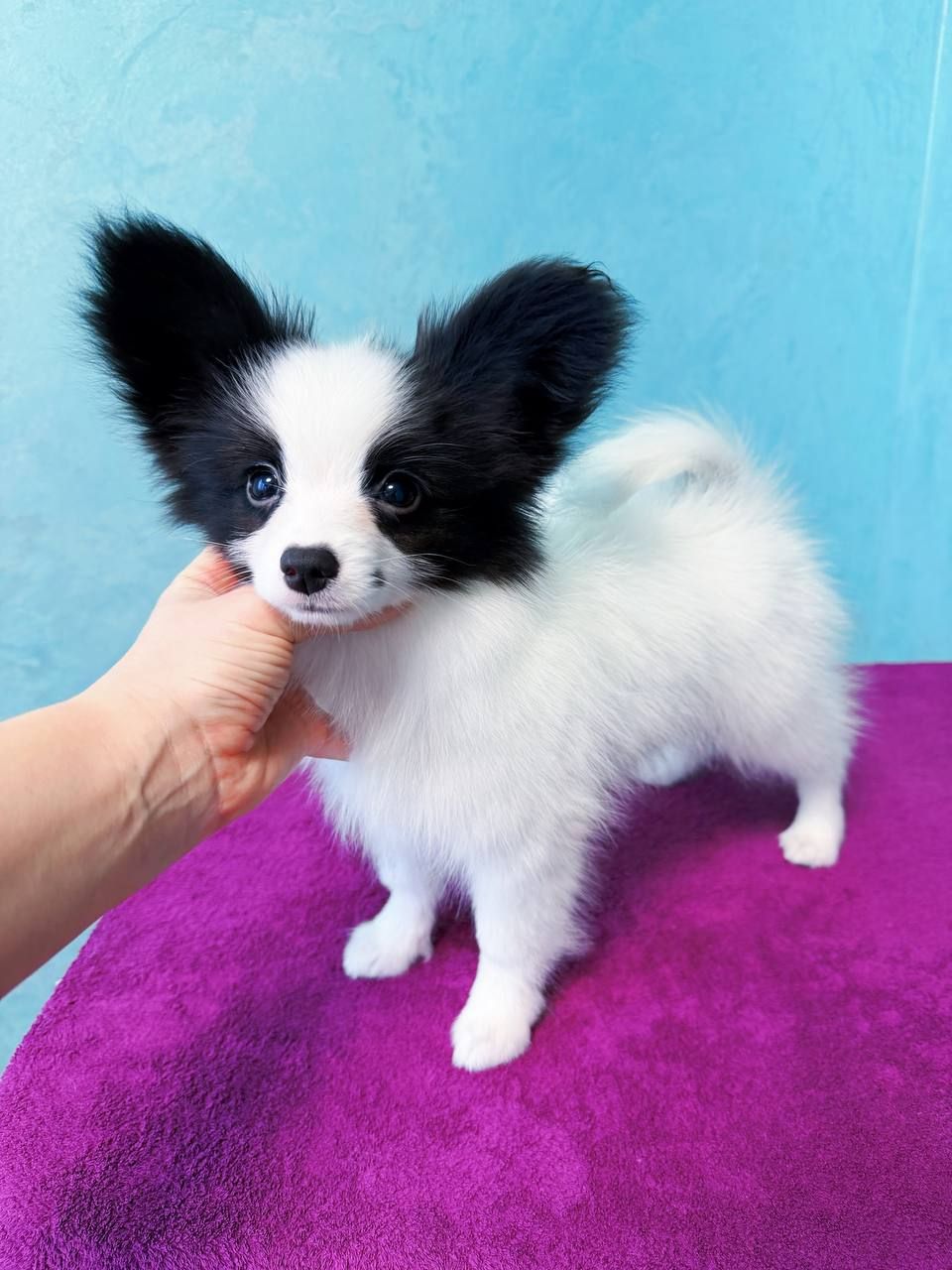 Найкрасивіший хлопчик папільона