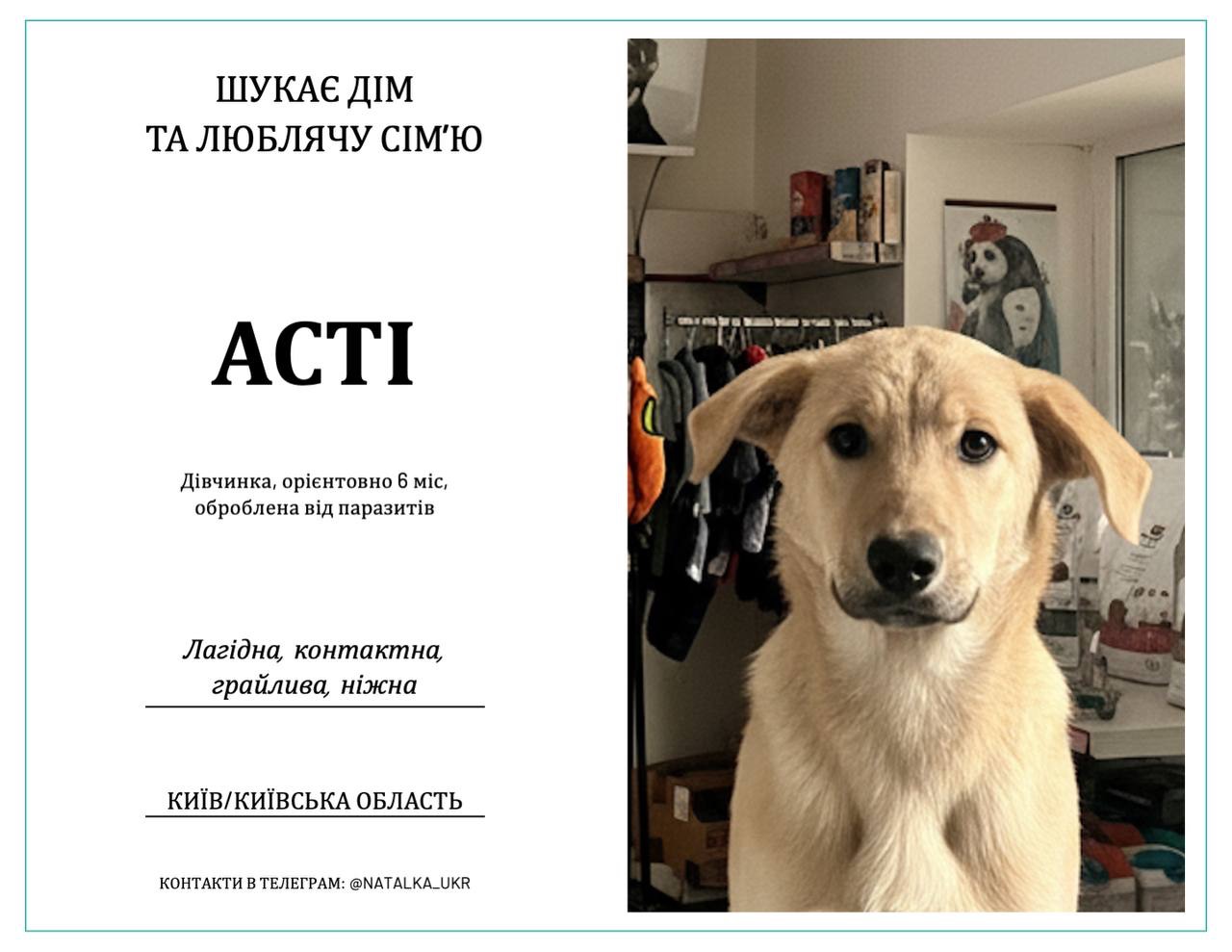 Цуценя 6 міс. Асті