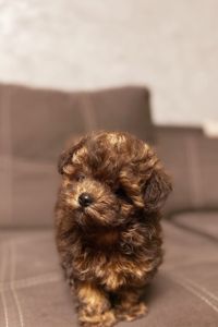 Дівчинка мальтипу ф2