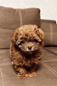 Дівчинка мальтипу ф2